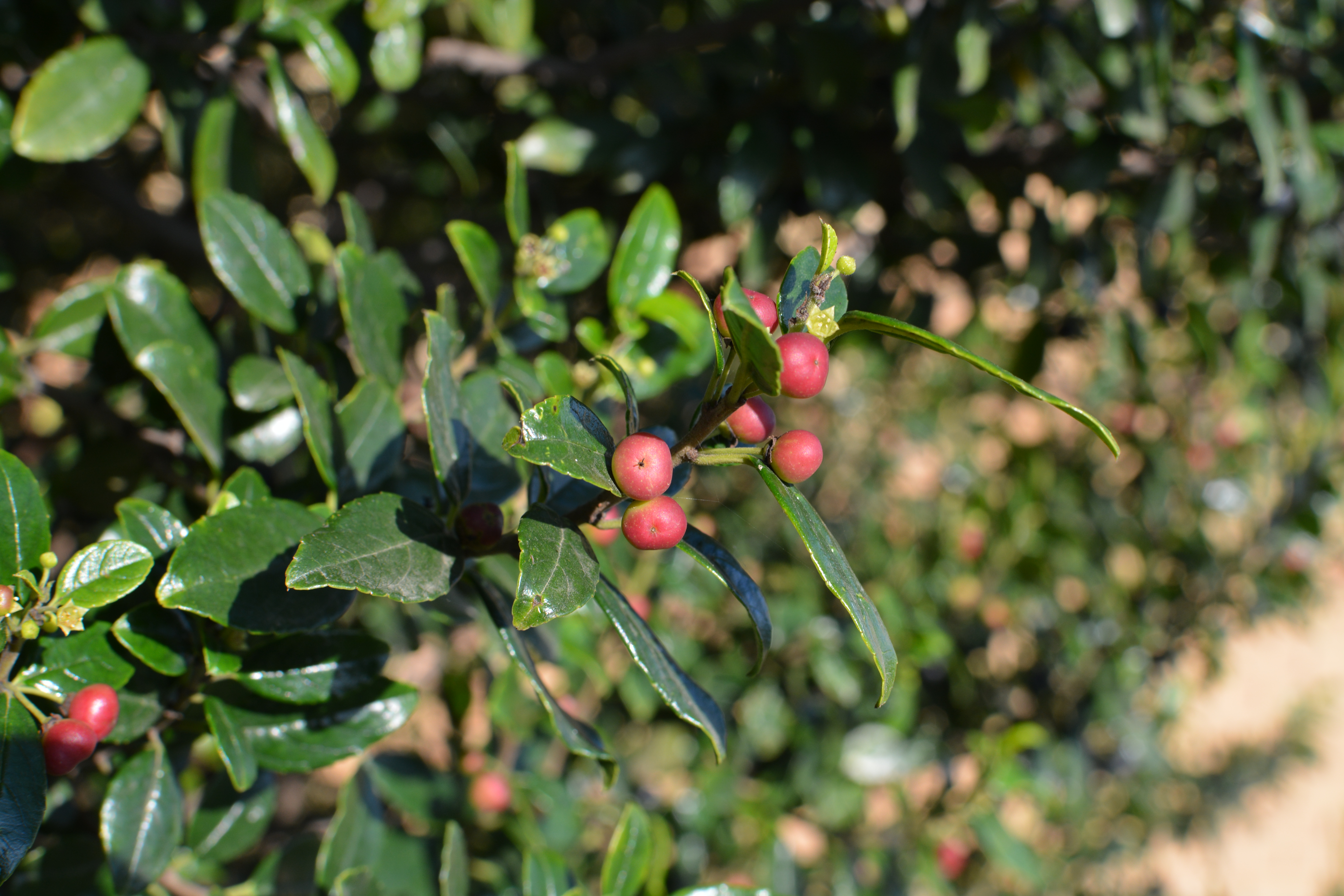 Rhamnus prinoides African Dogwood, Camdeboo Stinkwood, Glossy-leaf
